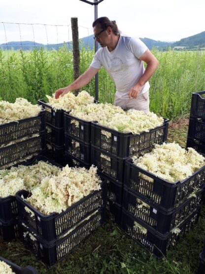 BIO Bez černý květ sklizen bedny farmář Radek